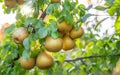 Ripe pear fruits on the tree in the garden. Sun rays play between leaves