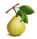 Ripe pear with green leaves.