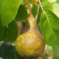 Ripe pear and green leaves on the branch in the orchard close up. Royalty Free Stock Photo