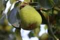 Ripe pear hanging from tree branch Royalty Free Stock Photo