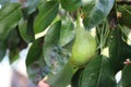Ripe pear hanging from tree branch Royalty Free Stock Photo