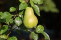 Ripe pear hangs on the tree. Italian countryside. Royalty Free Stock Photo