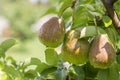 ripe pear, pear tree. William Bon Chretian pears ripening on the tree. A pair of ripe pears on the branches.