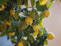 ripe pear quinces, close up in sunny day