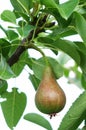 Ripe pear on a tree