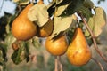 Ripe pears Royalty Free Stock Photo