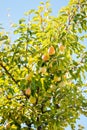 Ripe pears