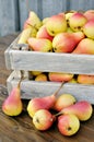 Ripe pears Royalty Free Stock Photo