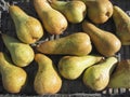 Ripe pears in box Royalty Free Stock Photo