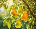 Ripe Pears on Garden Tree are generative ripe nature.