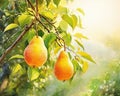 Ripe Pears on Garden Tree are generative ripe nature.