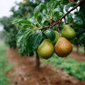 Ripe pears growing on a tree in a rainy orchard. Royalty Free Stock Photo