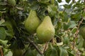 Ripe pears hanging on branch in garden Royalty Free Stock Photo