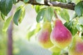 Ripe pears hanging on a branch. Pear tree, fresh fruit pears farm on tree. Fresh juicy pears on pear tree branch