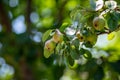 Ripe Pears Hanging on Tree Branch Royalty Free Stock Photo