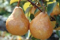 Ripe pears hanging on tree branches, countryside harvest photography with fruits