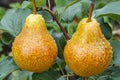 Ripe pears hanging on tree in scenic countryside, harvest season photography shot Royalty Free Stock Photo