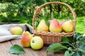 Ripe pears on a table in the garden