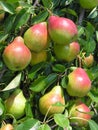 Ripe pears on a tree in the orchard