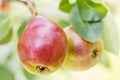 Ripe pears on a tree outdoors. Royalty Free Stock Photo