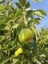 Ripe pears on a tree. Pear tree with green leaves and fruits. Royalty Free Stock Photo