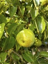 Ripe pears on a tree. Pear tree with green leaves and fruits.