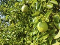 Ripe pears on a tree. Pear tree with green leaves and fruits. Royalty Free Stock Photo