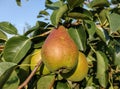 Ripe pears in the tree in summer Royalty Free Stock Photo