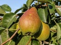 Ripe pears in the tree in summer Royalty Free Stock Photo