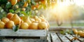 Ripe pears in a wooden box on the background of a pear orchard with copy space for text. Fruit garden harvesting concept Royalty Free Stock Photo