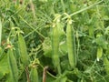 Ripe peas full pods garden peas ready to harvest Royalty Free Stock Photo