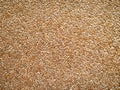 Ripe peeled wheat grains. Texture with even lighting Royalty Free Stock Photo