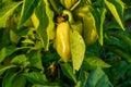 Ripe peppers grow in the garden bed. Royalty Free Stock Photo