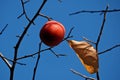 Ripe persimmon on the branches of a tree against the blue sky Royalty Free Stock Photo
