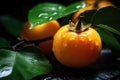 Ripe persimmon with foliage and drops