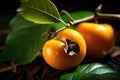 Ripe persimmon with foliage and drops