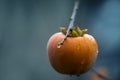 Ripe persimmon fruit on a branch in the autumn garden with a drop of rain. Focus on the drop,