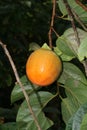 Ripe Persimmon fruit on a tree