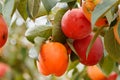 Ripe persimmon fruit on the tree ready to pick Royalty Free Stock Photo