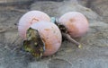 Ripe persimmon fruits on the twig