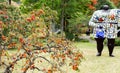 Ripe persimmon in Hakone national park, Japan. With selective focus.