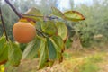Ripe persimmon hanging on the branch of the fruit tree. Royalty Free Stock Photo
