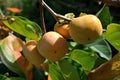 Ripe persimmon on tree branch in autumn