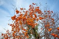 Ripe persimmon on a tree in winter