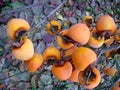 Ripe persimmons on a branch