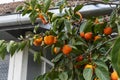 Ripe Persimmons fruit hanging on Persimmon branch tree Royalty Free Stock Photo