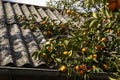 Ripe Persimmons fruit hanging on Persimmon branch tree Royalty Free Stock Photo