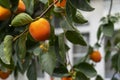 Ripe Persimmons fruit hanging on Persimmon branch tree Royalty Free Stock Photo