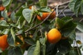 Ripe Persimmons fruit hanging on Persimmon branch tree Royalty Free Stock Photo