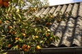 Ripe Persimmons fruit hanging on Persimmon branch tree Royalty Free Stock Photo